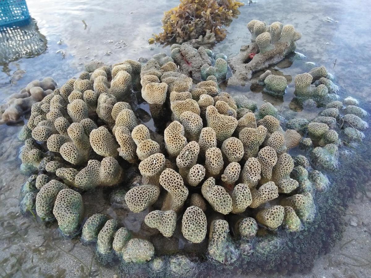 Tammoyo Place Kudat Eksteriør bilde
